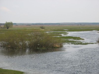 Podtopione łąki przy Białym Grądzie(IMG_6511.jpg)