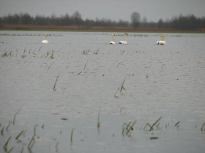 Biebrza (wiosna)