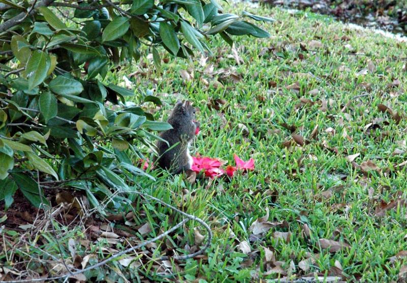 Bad Squirrel!