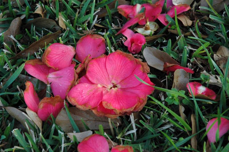 Petals
