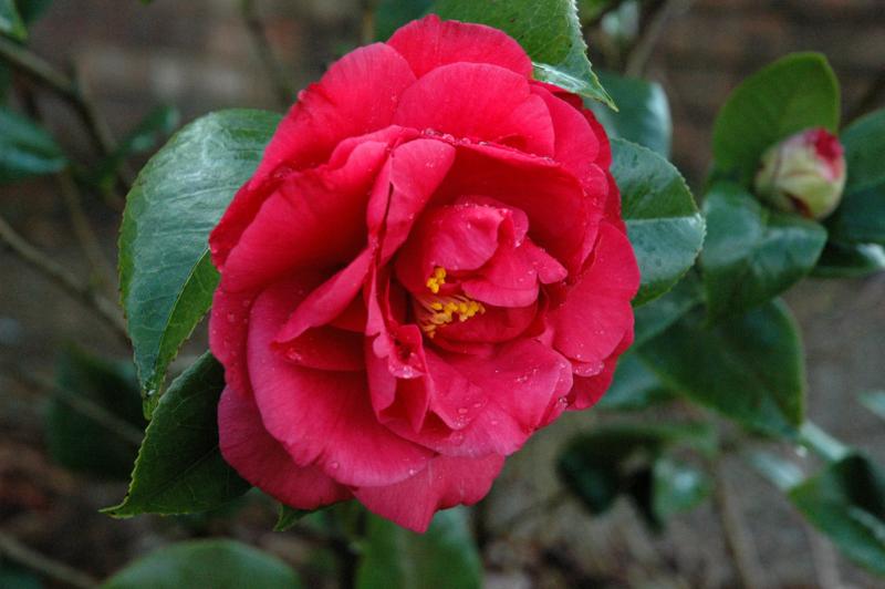 Camellia in the Rain