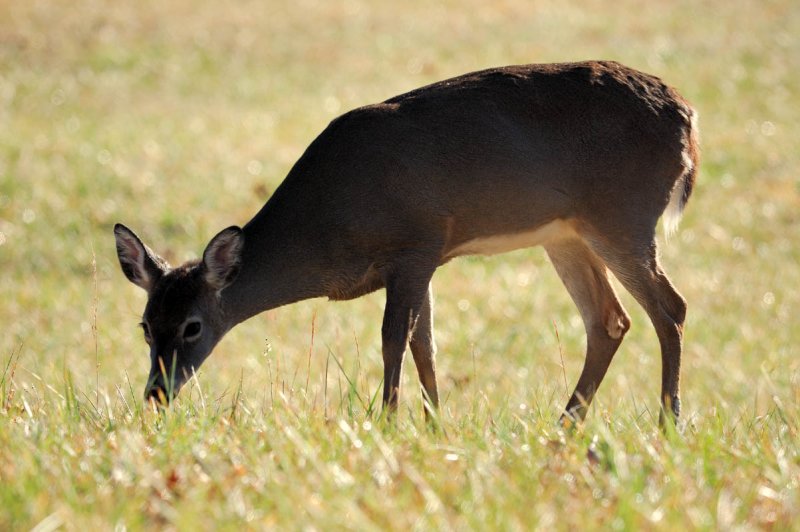 Deer