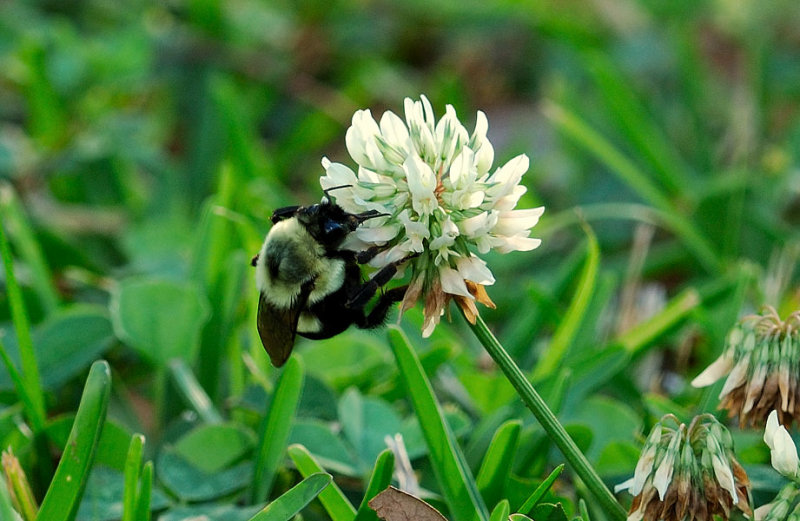Busy Bees