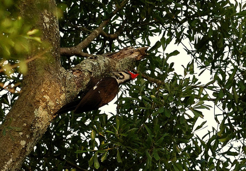 Pileated Woodpecker