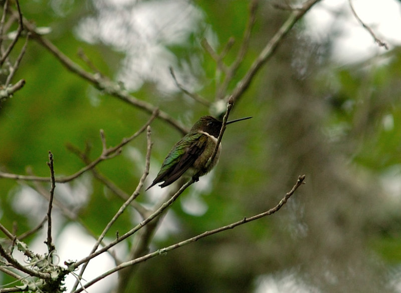 Ruby Throated Hummingbird