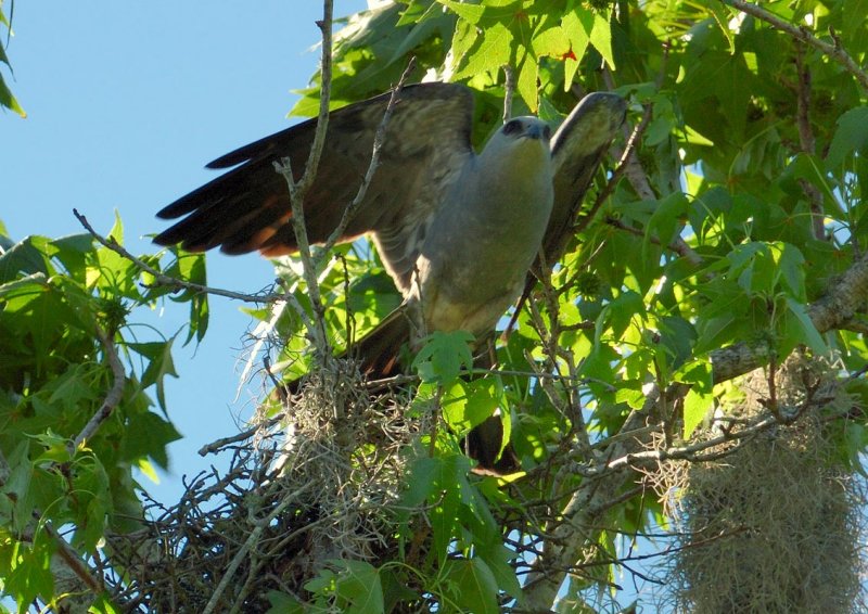 Mississippi Kite