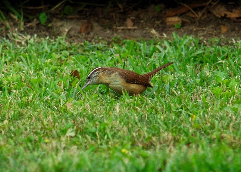 Marsh Wren
