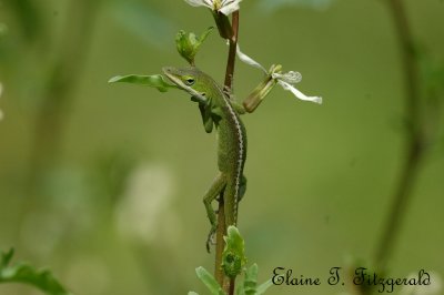 Green Anole in the Arugula