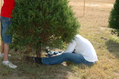 Cutting the Tree