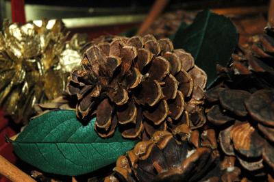 g3/15/426615/3/53488294.pinecone.jpg