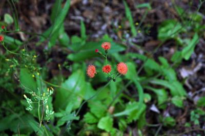 Wildflower