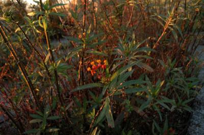 Butterfly Weed in the Evening Light