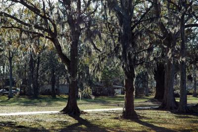 Spanish Moss