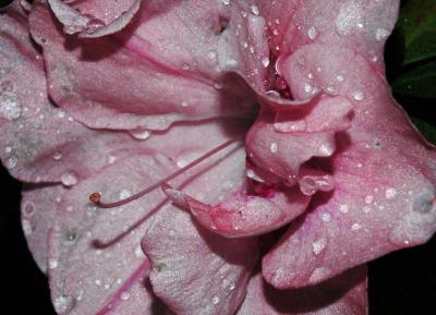 Azalea Close-Up After the Rain