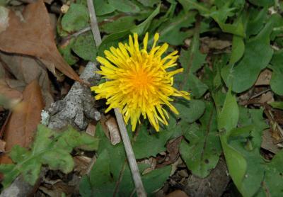 Dandelion