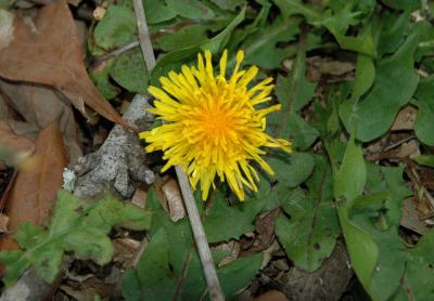 Dandelion