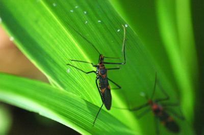 The Assassin Bugs are Back!