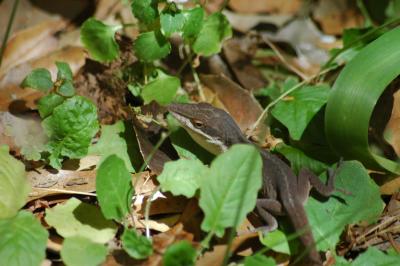 g3/15/426615/3/58136718.lizard.jpg