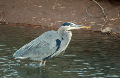 Heron