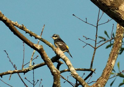 Audubon's Warbler or Myrtle Warbler?