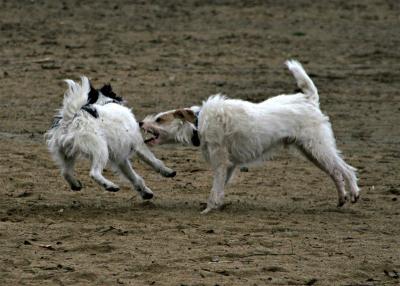 IMG_1423crconsh2.jpg