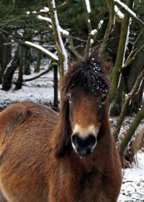 Hindhead in snow 24 Feb 06