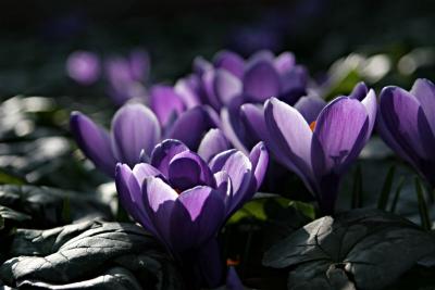 RHS Wisley, March 23rd '06