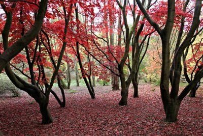 Winkworth Arboretuem, Surrey, England, 31 October 2007