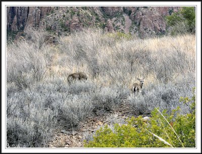 Mule Deers