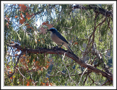 Mexican Jay
