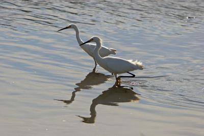 Snowy Egret