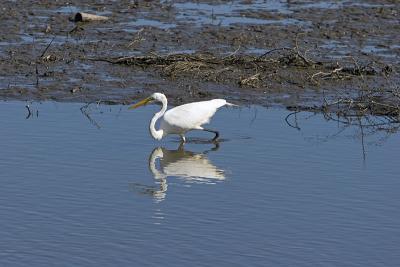 Great Egret hunting