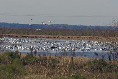 Snow geese