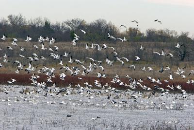 Snow Geese Taking off from Lake Texoma