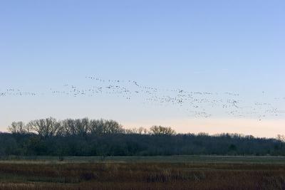 Hundreds of Snow Geese Flying into Sunset