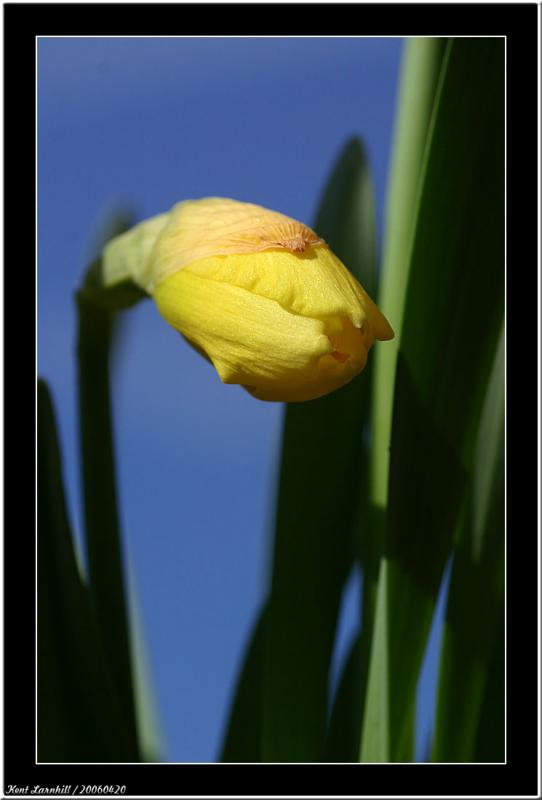 20060420 - Easter daffodil -