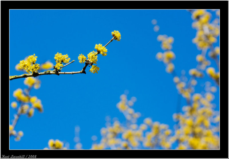 Color of spring - No 1