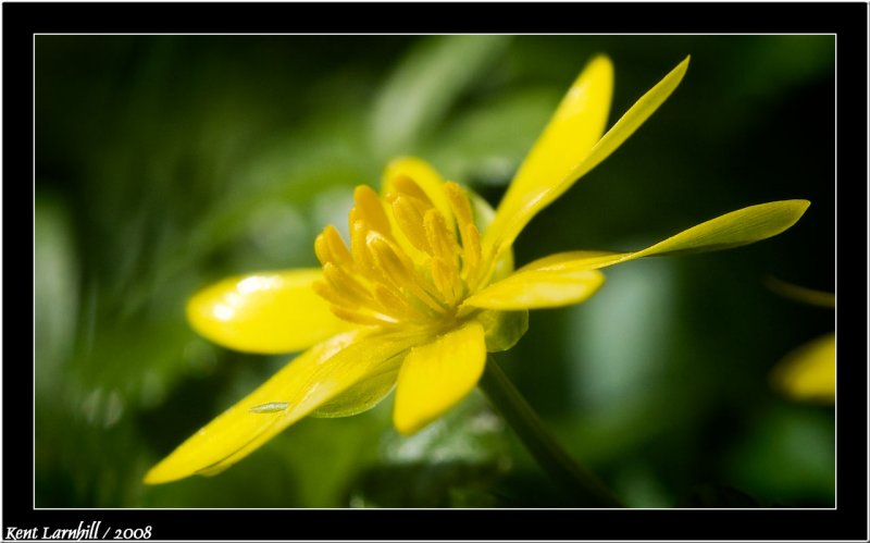 More yellow flower