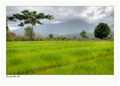 Thai Art - Ricefield