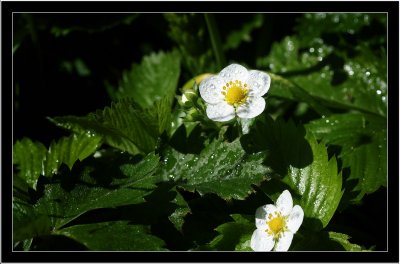 Strawberry flower