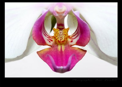 Classic orchid