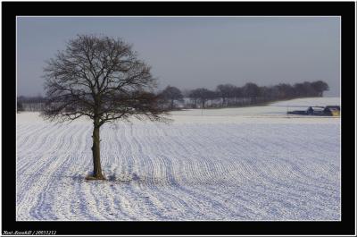20051212 - Winter tree -