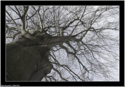 20060106 - Tree -