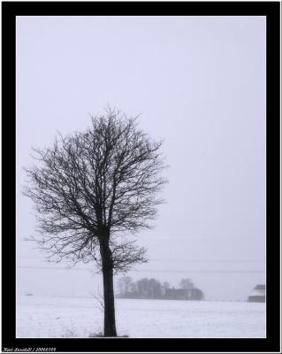 20060109 - Snow & Tree -
