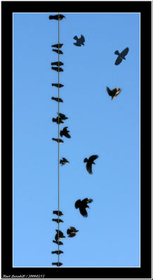 20060217 - Birds on line -