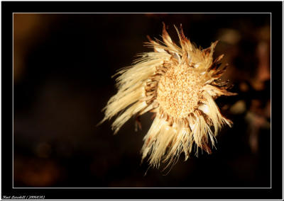 20060302 - Dry flower -