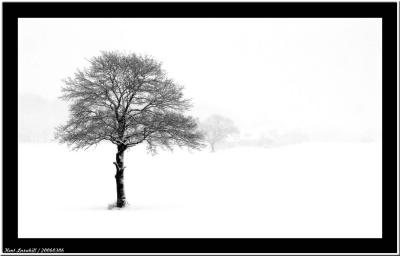 20060306 - My favourite tree -