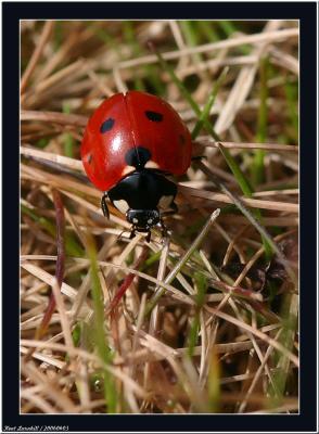 20060404 - Ladybird  -