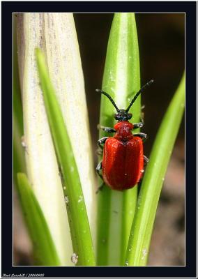 20060408 - Bug -