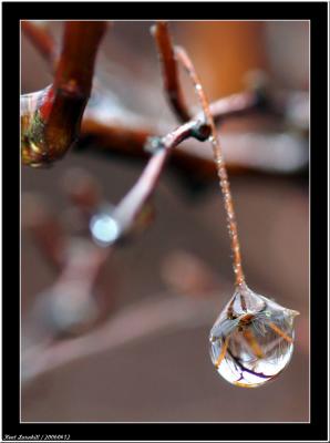 20060412 -  Water drop -